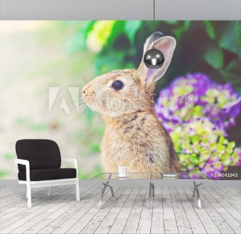 Picture of Rabbit in front of a hydrangea bush